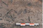 Foto (Detailansicht) von Pterophyllum pulchellum  (NHMW-GEO-2024-0188-10576)